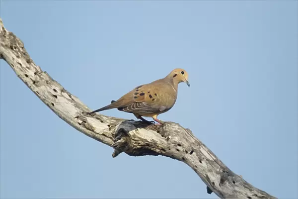 Mourning Dove (Zenaida macroura) adult, perched on branch, South Texas, U. S. A. may