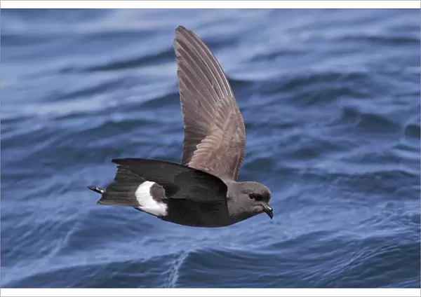 Wilsons Storm-petrel (Oceanites oceanicus) adult, in flight over sea, off Cape Town, Western Cape, South Africa