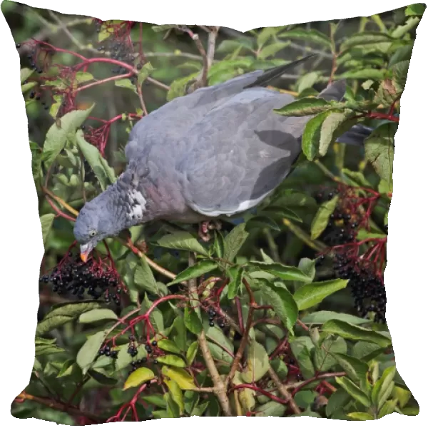 Wood Pigeon (Columba palumbus) adult, feeding on Elder (Sambucus nigra) berries, Norfolk, England, October