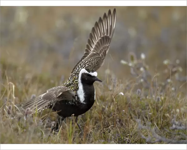 American Golden Plover (Pluvialis dominica) adult male, breeding plumage, performing broken wing distraction display