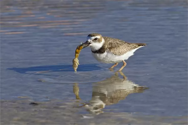 Wilsons Plover (Charadrius wilsonia) adult, feeding in shallow water, Florida, U. S. A. February