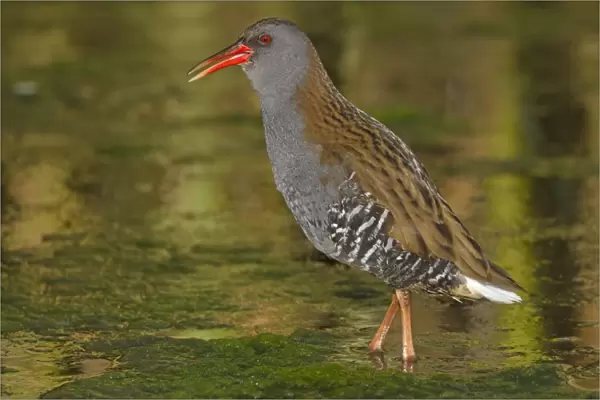 Water Rail (Rallus aquaticus) adult, calling, standing in open water, Northern Spain, may
