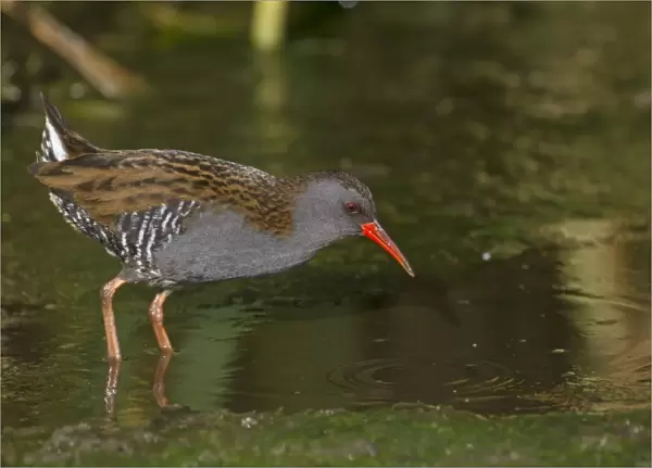 Water Rail (Rallus aquaticus) adult, foraging in open water, Northern Spain, may