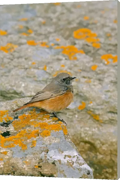 Eastern Black Redstart (Phoenicurus ochruros phoenicuroides) adult male, perched on rock, Holy Island, Northumberland