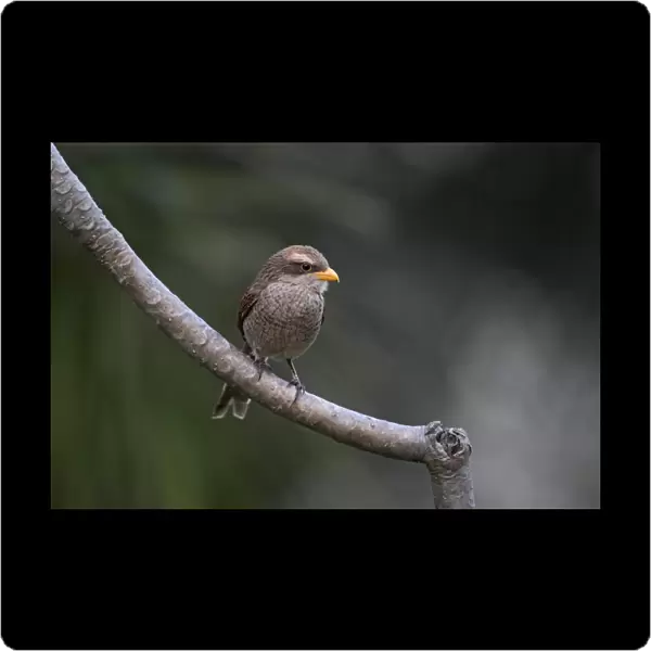 Yellow-billed Shrike (Corvinella corvina) adult, perched on branch, Gambia, february