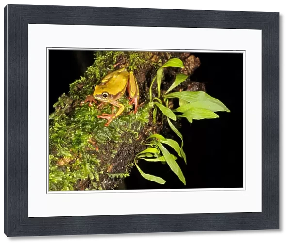 Montane Reed Frog (Hyperolius castaneus) adult, sitting on branch, Kahuzi-Biega N. P