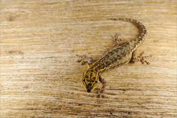 Dwarf Yellow-headed Gecko (Lygodactylus luteopicturatus) adult, Ruaha N. P. Tanzania, january