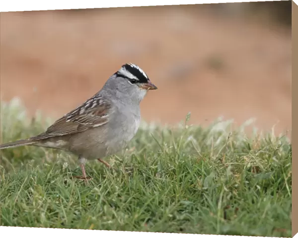 White-crowned Sparrow (Zonotrichia leucophrys) adult, standing on short grass, Arches N. P. Utah, U. S. A. may