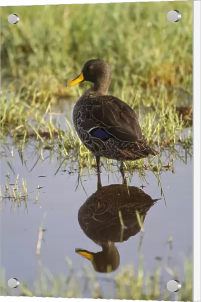 Yellow-billed Duck (Anas undulata) adult, standing in wetland with reflection, Lake Nakuru N. P