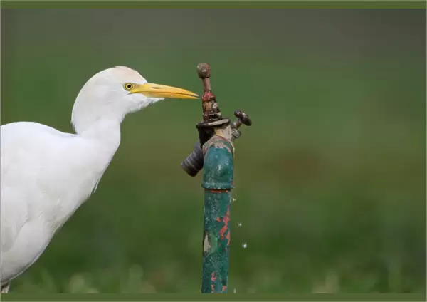 Cattle Egret (Bubulcus ibis ibis) adult, drinking from dripping tap, Western Division, Gambia, march