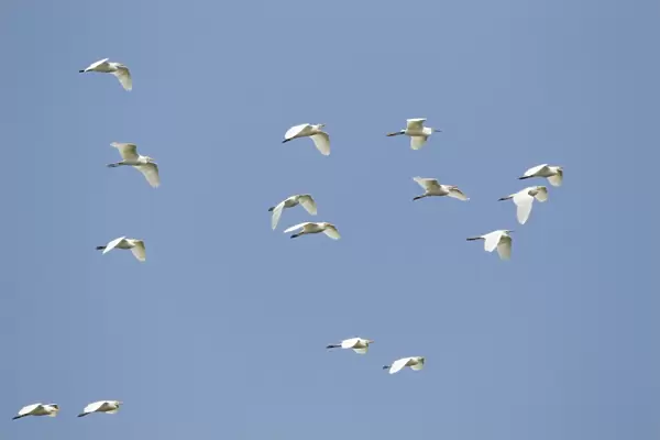 Cattle Egret (Bubulcus ibis ibis) adults, breeding plumage, flock in flight, at coast, South Texas, U. S. A. april