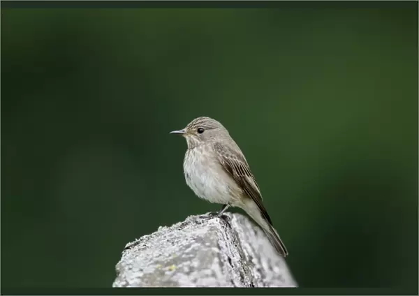 Spotted Flycatcher (Muscicapa striata) adult, perched on gravestone, Warwickshire, England, june
