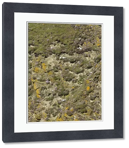 Northern Fulmar (Fulmarus glacialis) adult pairs, nesting amongst Thrift (Armeria maritima) flowering on cliff habitat