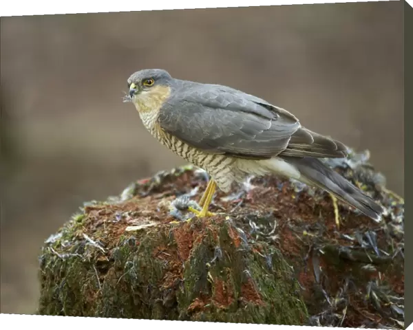Eurasian Sparrowhawk (Accipiter nisus) adult male, feeding on bird prey at plucking post, Dumfries and Galloway