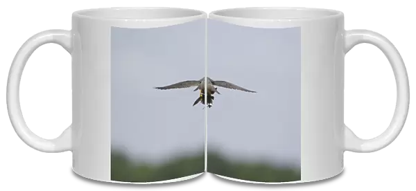 Eurasian Hobby (Falco subbuteo) adult, in flight, feeding on House Martin (Delichon urbica) prey, Suffolk, England