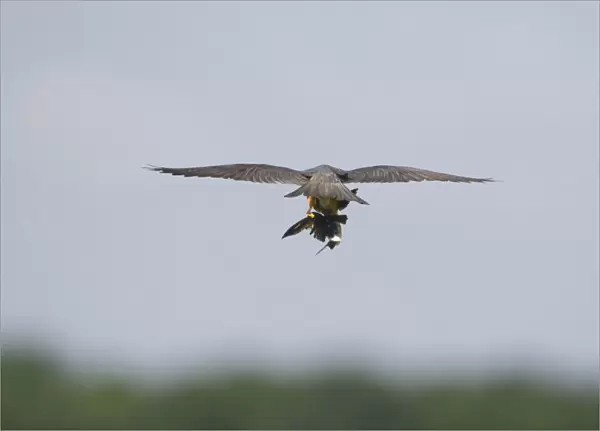 Eurasian Hobby (Falco subbuteo) adult, in flight, feeding on House Martin (Delichon urbica) prey, Suffolk, England