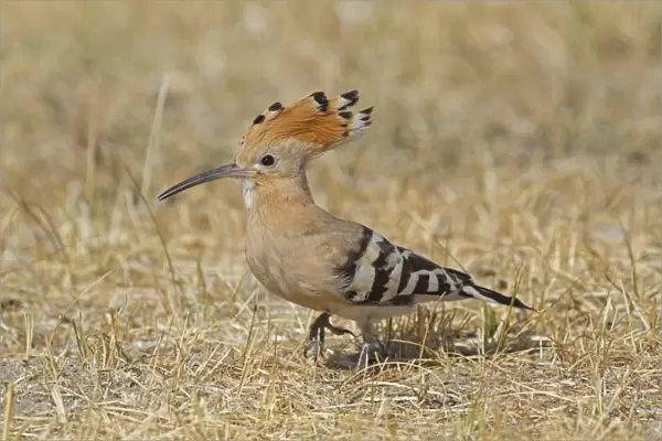 Eurasian Hoopoe (Upupa epops) adult, with partially raised crest, foraging on ground, Castilla y Leon, Spain, August