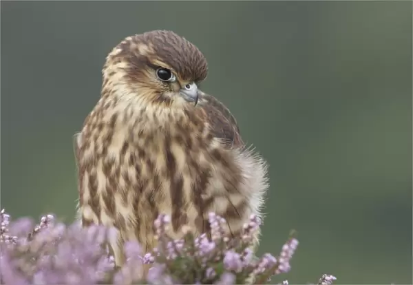 Merlin (Falco columbarius) immature male, first year plumage, amongst flowering heather at moorland edge