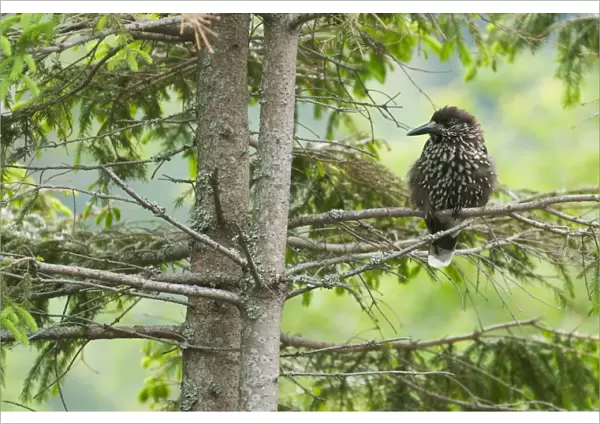 Spotted Nutcracker (Nucifraga caryocatactes) adult, perched in spruce tree, Tatra Mountains, Western Carpathians