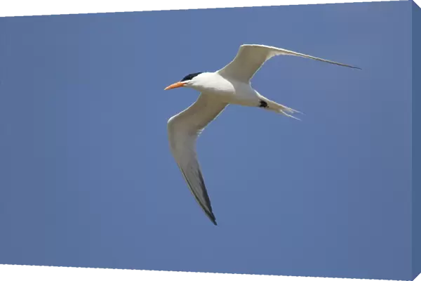 Royal Tern (Sterna maxima) adult, breeding plumage, in flight, at coast, Texas, U. S. A. april