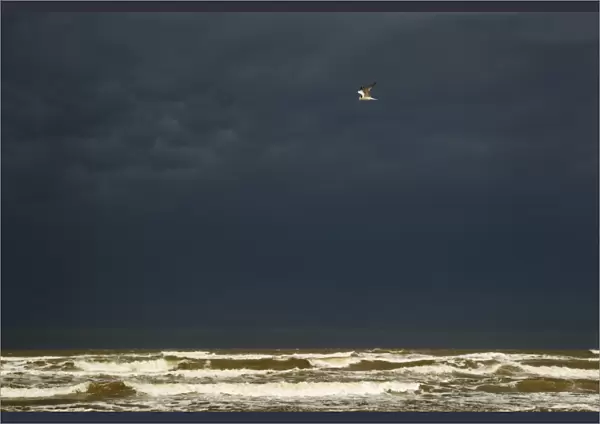Royal Tern (Sterna maxima) adult, non-breeding plumage, in flight, against stormy sky and breaking waves, Quintana