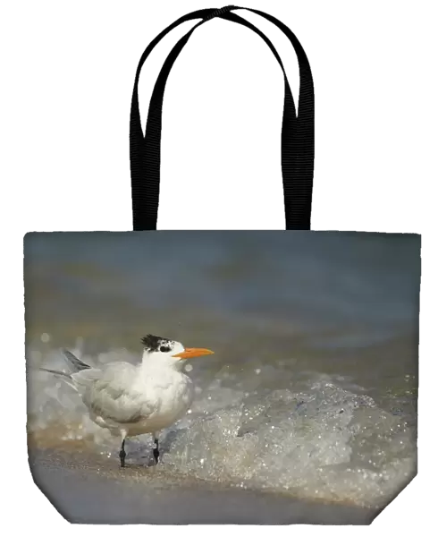Royal Tern (Sterna maxima) adult, non-breeding plumage, standing in breaking surf on beach, Fort Lauderdale, Florida