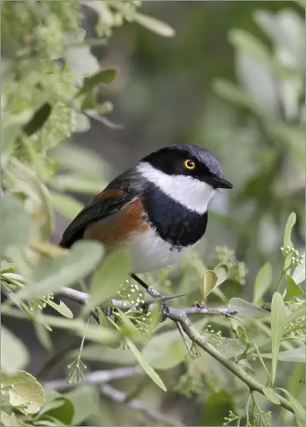 Cape Batis (Batis capensis) adult male, perched on twig in bush, Western Cape, South Africa, September