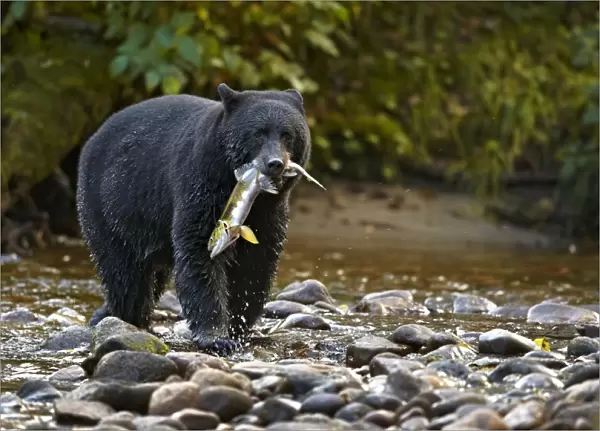 American Black Bear (Ursus americanus kermodei) adult, feeding on Chinook Salmon (Oncorhynchus tshawytscha) catch