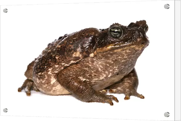 Cane Toad (Rhinella marinus) adult