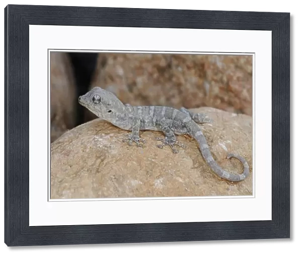Socotra Giant Gecko (Haemodracon riebeckii) adult, resting on rock, Socotra, Yemen, march