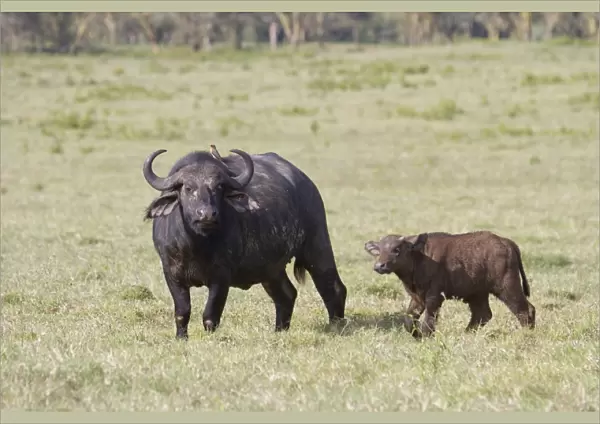 African Buffalo (Syncerus caffer) adult female with calf, with Red-billed Oxpecker (Buphagus erythrorhynchus)