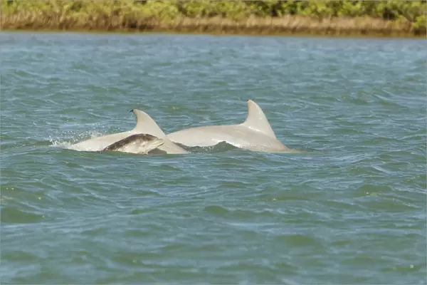 Common Bottlenose Dolphin (Tursiops truncatus) two adults with baby, swimming at surface, South Padre Island, Texas
