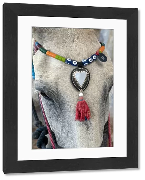Donkey, adult, close-up of head, with decorative beaded headwear, Fira, Santorini, Cyclades, Aegean Sea, Greece