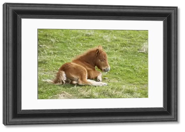 Horse, Shetland Pony, foal, resting in pasture, Shetland Islands, Scotland, June