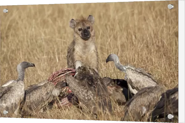 Spotted Hyena (Crocuta crocuta) adult, with White-backed Vulture (Gyps africanus) flock