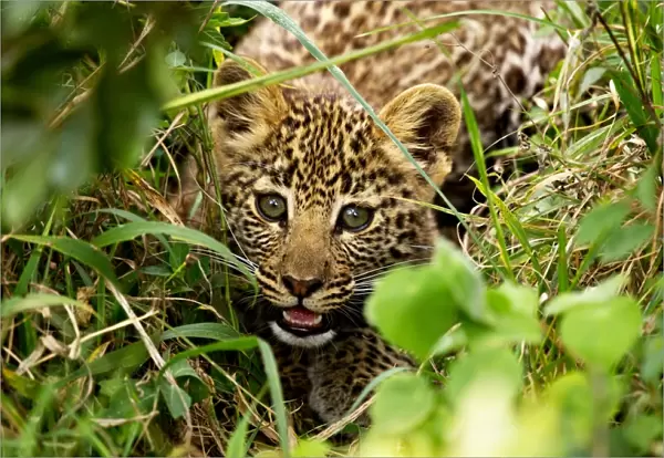 African Leopard (Panthera pardus pardus) cub, crouched amongst vegatation, Masai Mara, Kenya, August