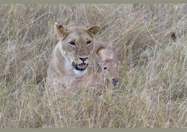 Masai Lion (Panthera leo nubica) adult female, with Topi (Damaliscus lunatus) calf prey, Masai Mara, Kenya, August