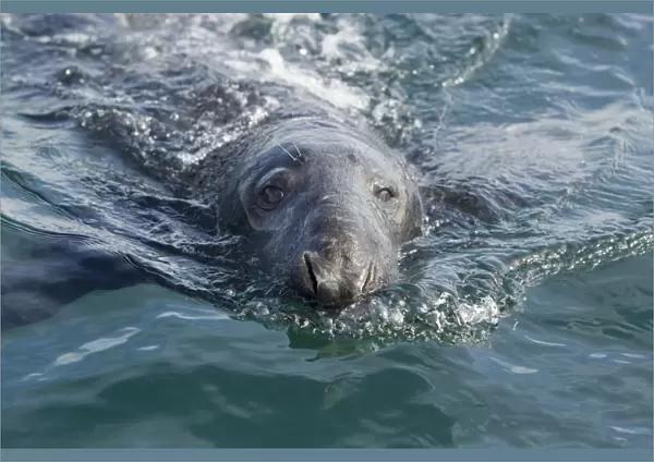 Grey Seal (Halichoerus grypus) adult, close-up of head, swimming at surface, Shetland Islands, Scotland, June