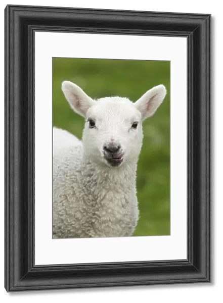 Domestic Sheep, lamb, close-up of head, with tongue out, Shetland Islands, Scotland, June