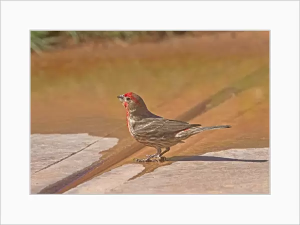 Adult Male House Finch drinking