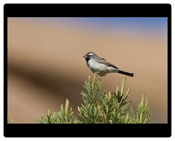 Black throated Sparrow - Utah America