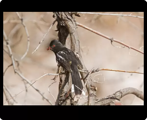 Spotted Towhee with bill full of seeds - Utah America