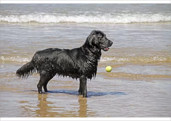 Flat coated Retriever dropping ball in the sea