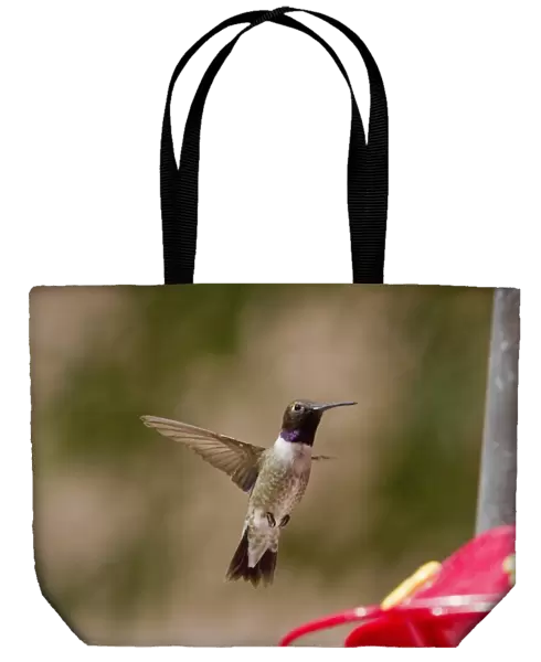 Black Chinned Hummingbird male hovering by feeder. note the Iridescent purple neck band