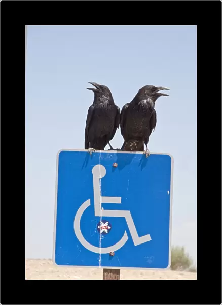 A pair of common Raven on disabled sign