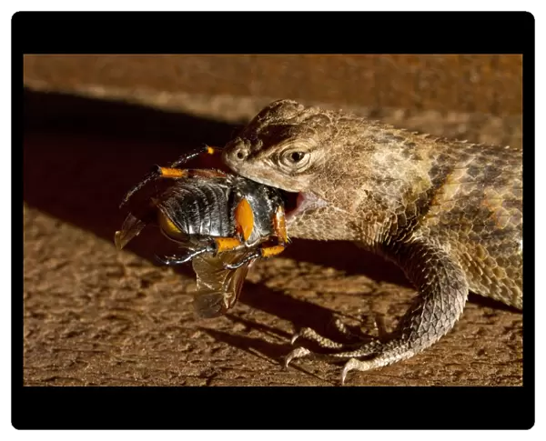 Western Fence Lizard - female eating a beetle, Utah America