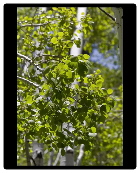 Spring leaf of the Quaking Aspen, spring time in the USA