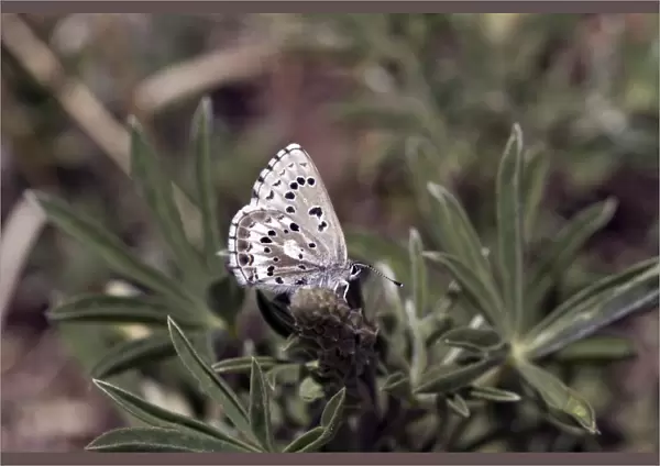 Arrowhead blue butterflies, Glaucopsyche piasus