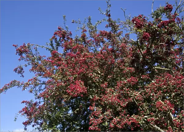 Common Hawthorn berries