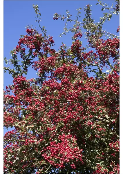 Common Hawthorn berries